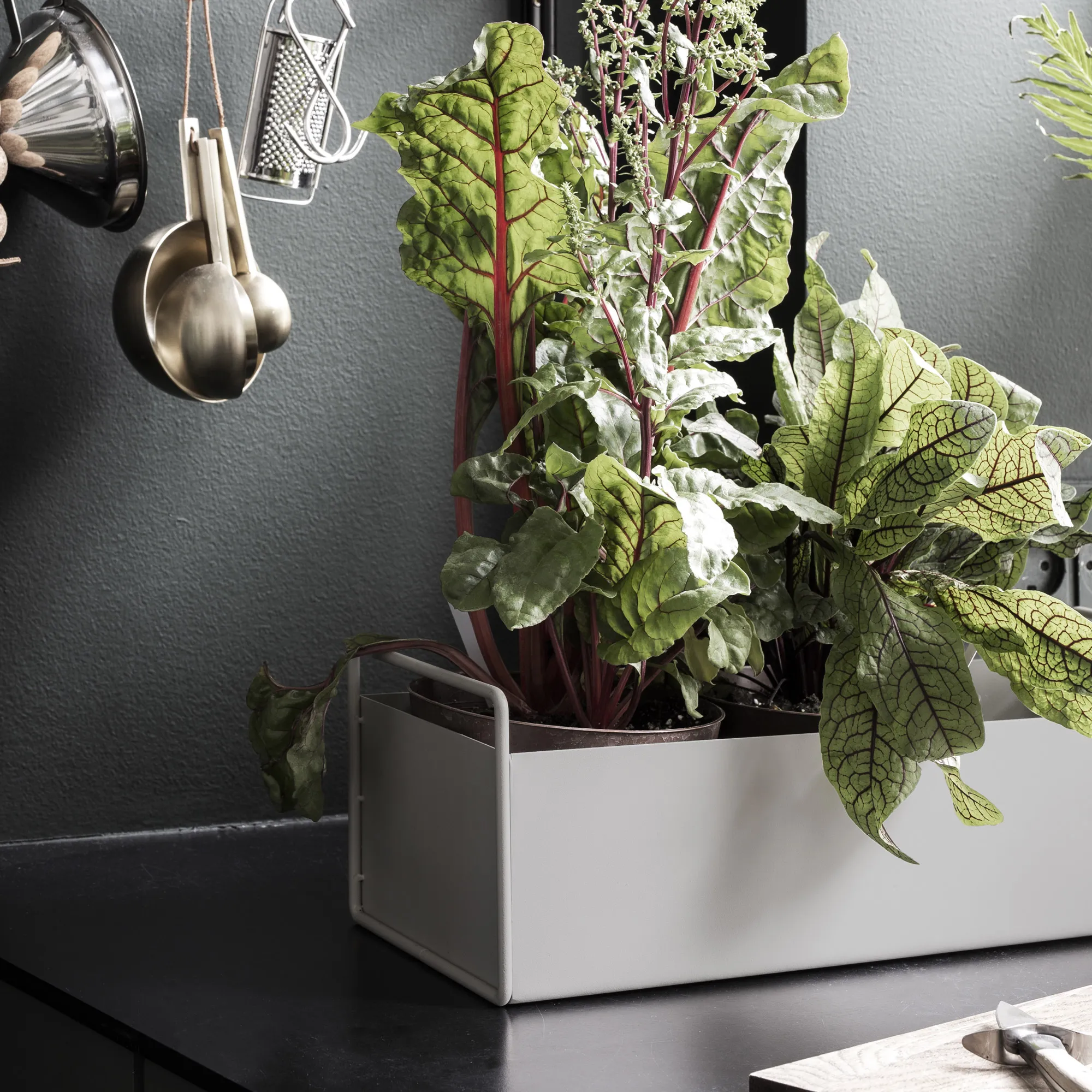 Plant Small blomlåda