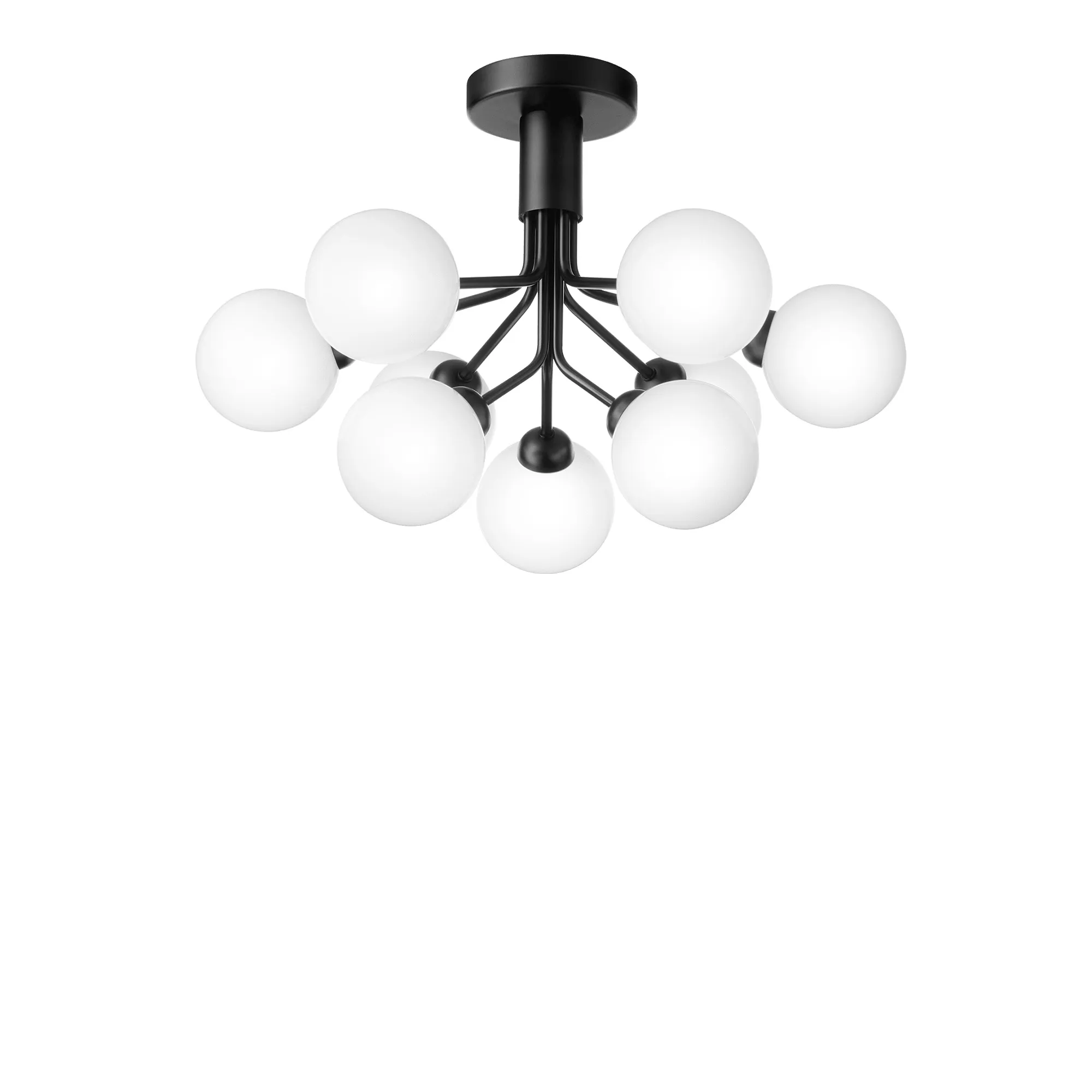 Apiales 9 Ceiling - 1