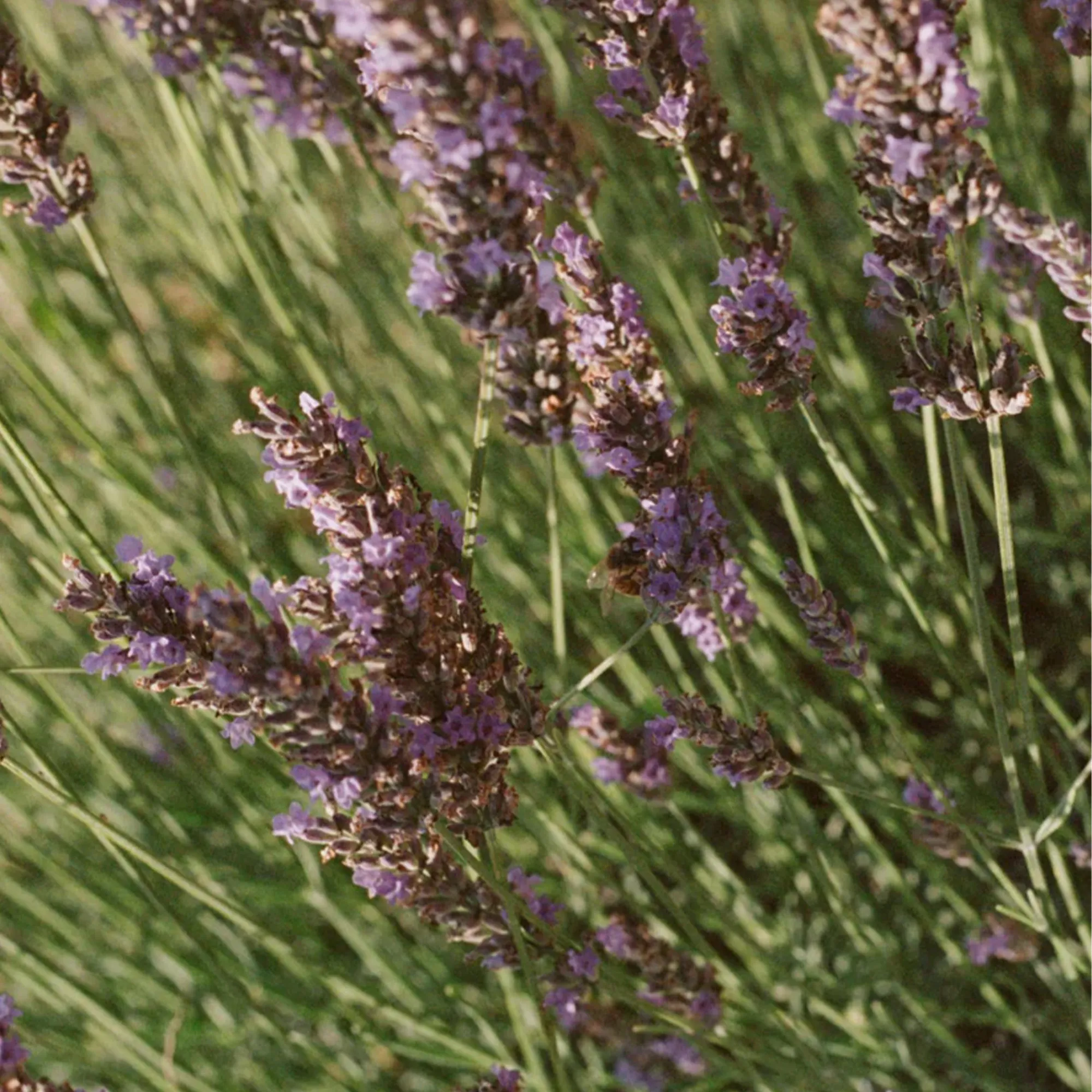068 Lavender linnevatten 1 liter - 3