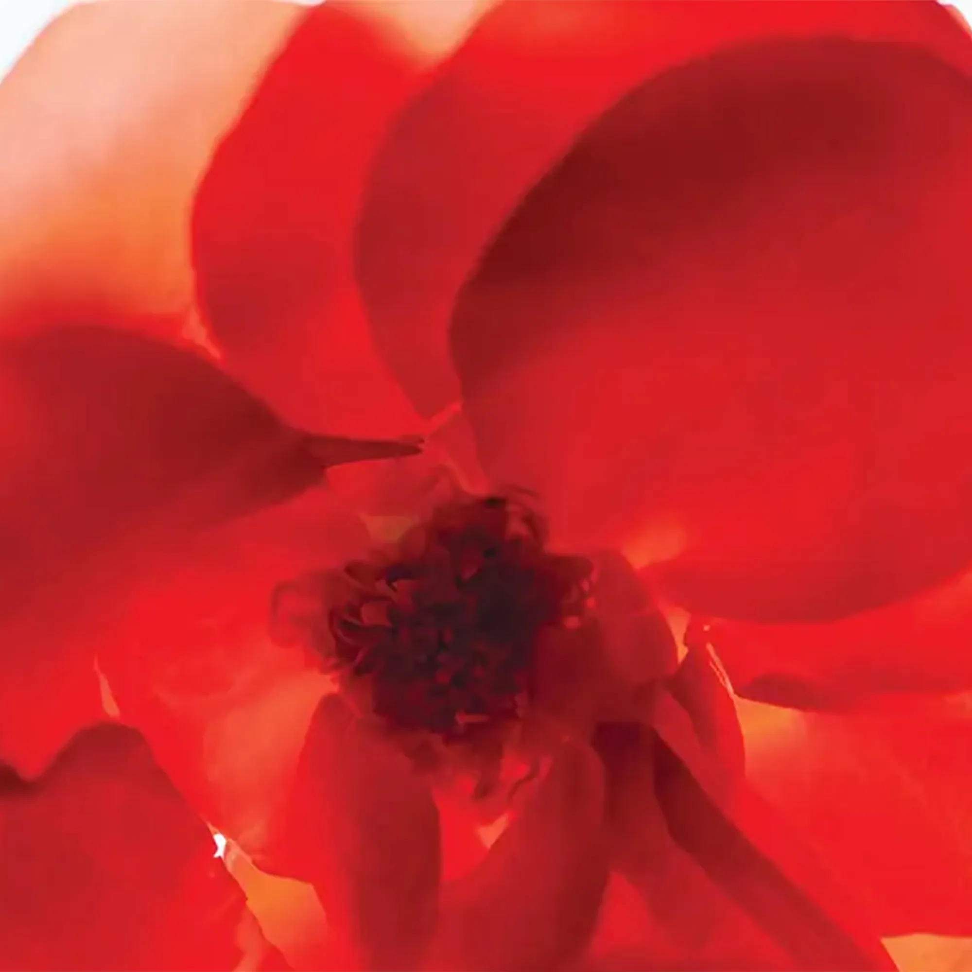 Rose Of No Man's Land handkräm 30 ml - 2