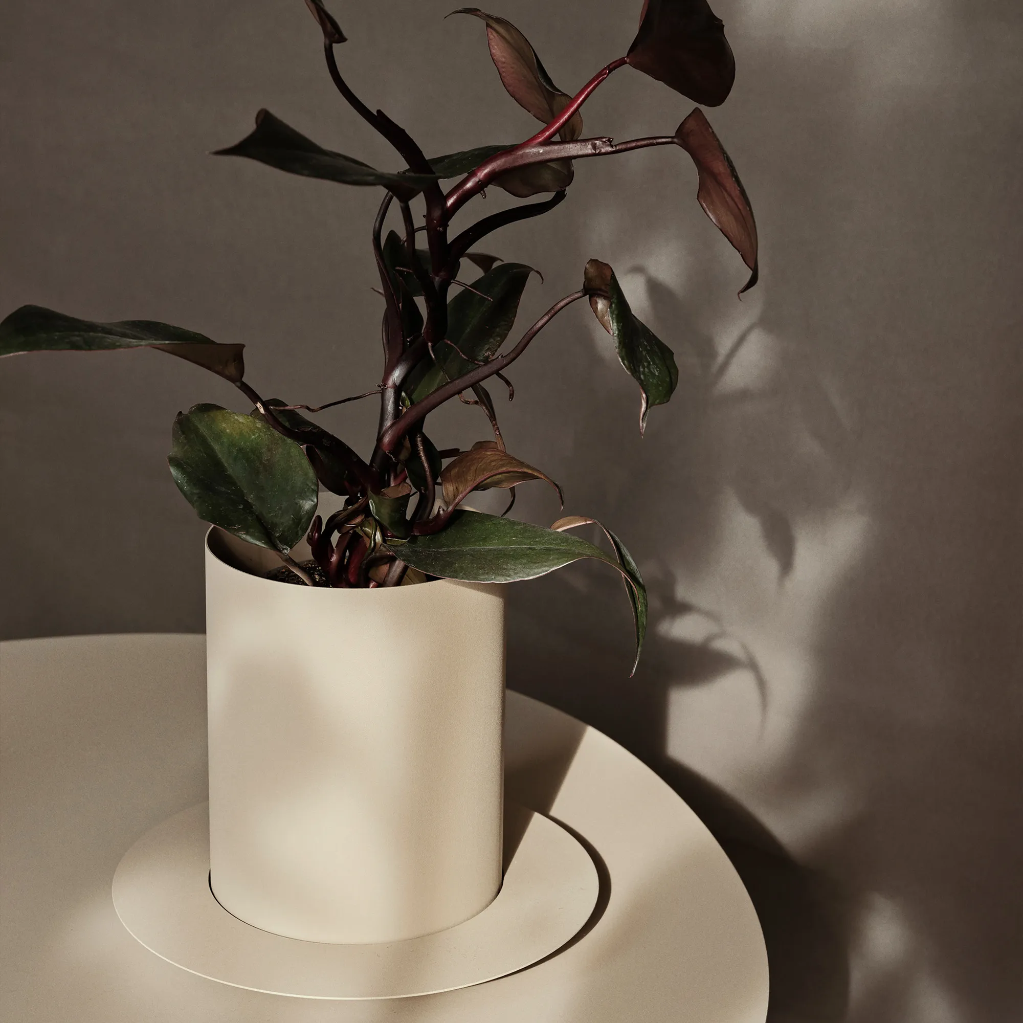 Auran Medium blomkruka