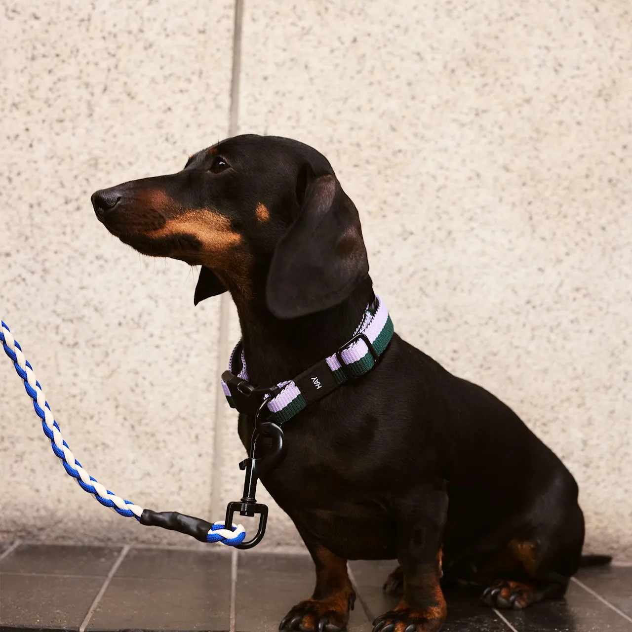 HAY Dogs Leash Braided