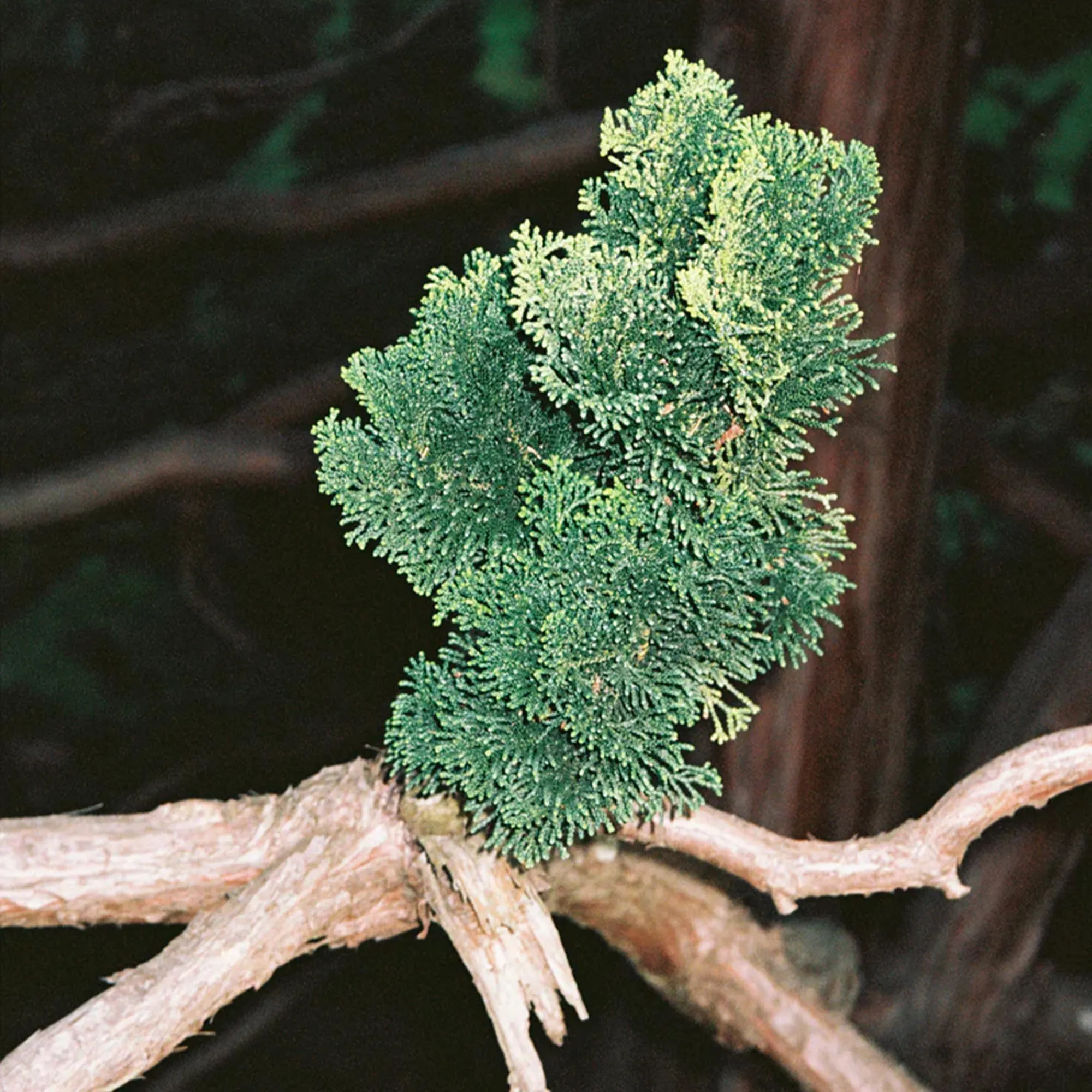 320 Hinoki doftpinnar 200 ml - 3